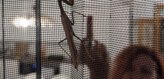 Cửa lưới chống côn trùng giá rẻ liệu có đáng tin cậy không?